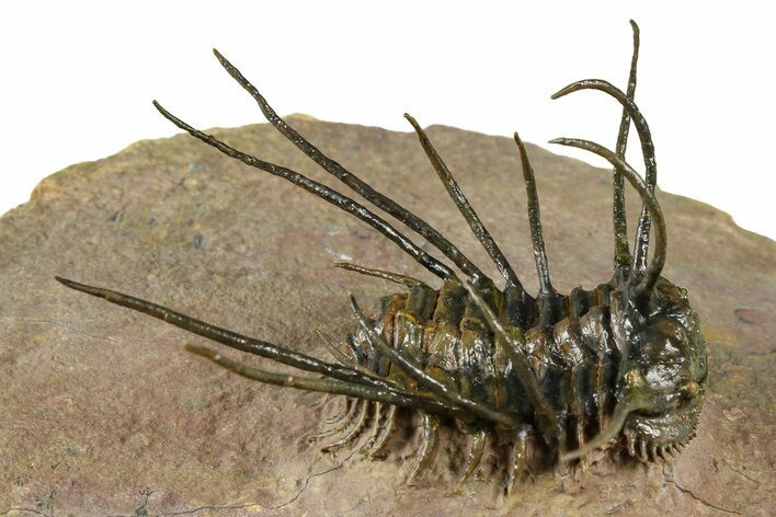 Flying Ceratonurus Trilobite - Top Quality Prep #381564
